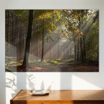 Zonnestralen in het sprookjesachtige bos