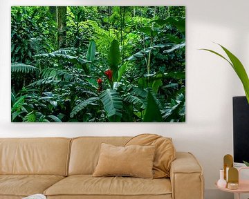 Jungles 1 sur Colors of the Jungle by Simon Kuyvenhoven
