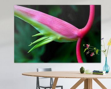 Pink 1 by Colors of the Jungle by Simon Kuyvenhoven