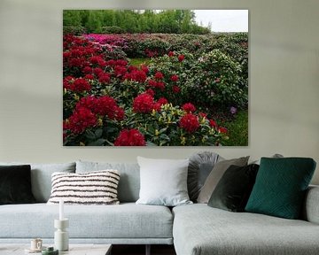 Rote Rhododendronbüschen