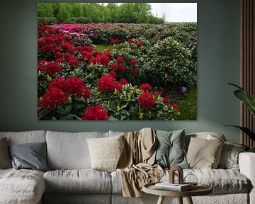 Red rhododendron bushes by Wieland Teixeira