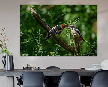 grote bonte specht van Andy van der Steen - Fotografie