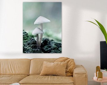 Mushroom duo by Klaartje Majoor