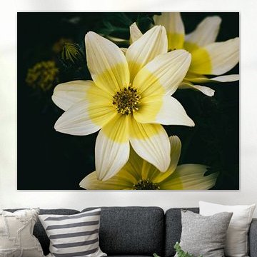 Yellow Flower by Saskia Schotanus