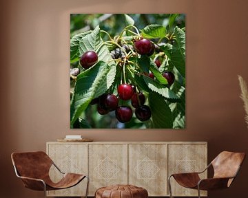 Ripe red cherries by Heiko Kueverling