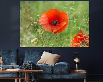 Mohn von Ad Jekel