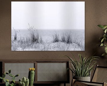 Beach grass in black and white by Tilo Grellmann