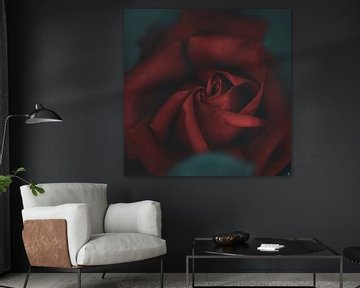 Rose rouge sur Anouschka Hendriks