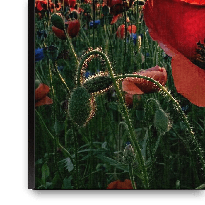 Tableau photo sur verre Coucher de soleil sur un champ de coquelicots