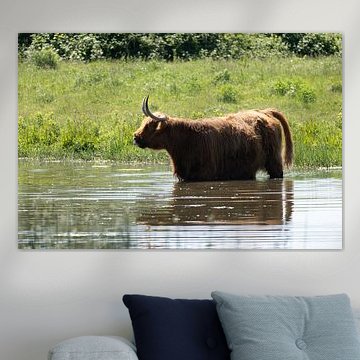 Schottische Highlander von Maaike Krimpenfort