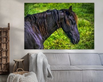 Fries paard von Harrie Muis