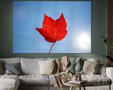 Rood herfstblad tegen een blauwe lucht van Evelien Oerlemans