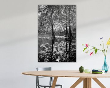 Kahle Zypressen in einem See in Tilburg von Evelien Oerlemans