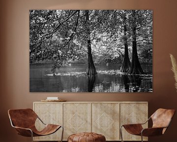 Bald cypress in black and white by Evelien Oerlemans