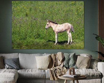 Foal in the grass in Oostvaardersplassen