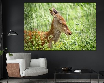 Prachtig ree in de natuur in Flevoland van Evelien Oerlemans