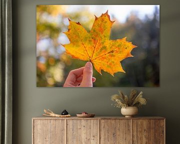 Autumn leaf with orange, yellow and green colors