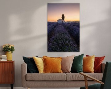 Field with lavender in France with small shed to the sunrise. by Voss Fine Art Fotografie