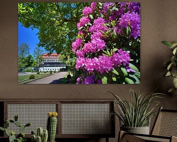 Rhododendron Seizoen