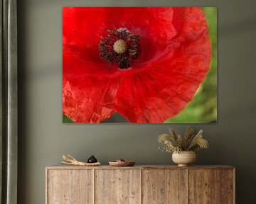 papaver rhoeas rouge