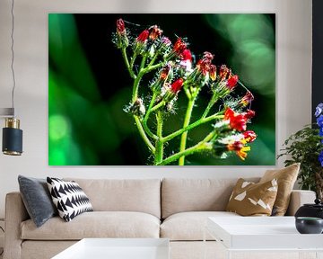 Flora : Geniet van de natuur van Photoart-Naegele