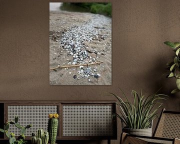 Schelpen aangespoeld op het zand. van Ferron Stasse