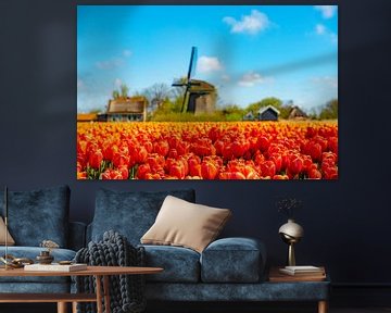 Tulpenveld met molen op de achtergrond.