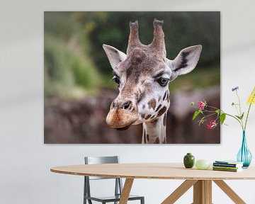 Giraffe van Rob Boon