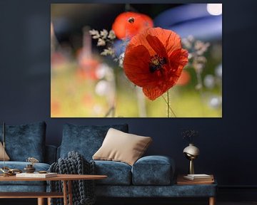 Poppy in backlight by Kurt Krause