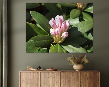 Rhododendron in the bud by Annie Lausberg-Pater