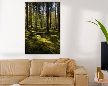 Ombres et lumière dans le forêt en Wallonie sur Kelly De Preter