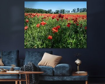 Champ de coquelicots fleurissant dans le paysage sur Animaflora PicsStock