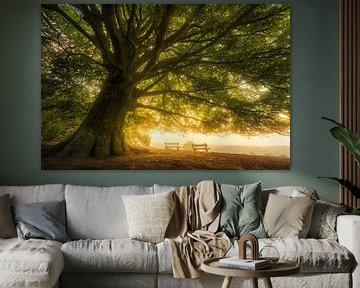 Voor uw verbeelding - Beukenboom met uitzicht van Jeroen Lagerwerf