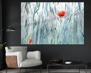 Coquelicots dans les hautes herbes | art floral | Pays-Bas sur Marika Huisman fotografie