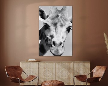 Girafe en gros plan sur Foto Studio Labie