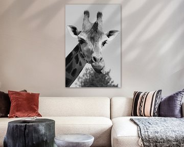Giraffe, die ihre Zunge herausstreckt