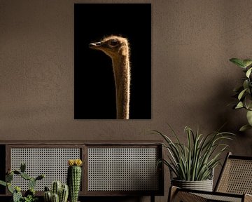 In the dark series Ostrich van Foto Studio Labie