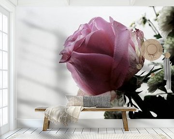 Roze Roos tegen lichte achtergrond