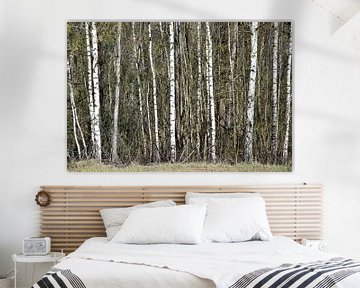 Birch forest by Ingrid Bargeman