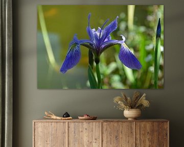 Blauwe iris Sibirica van Ingrid Bargeman