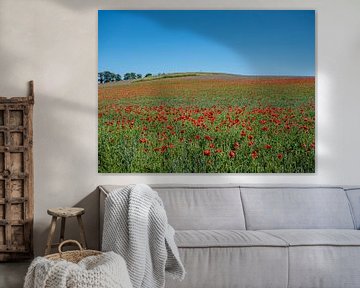 Klaprozenveld bloeit op het platteland in de zomer van Animaflora PicsStock