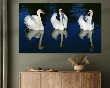 Three Swans by Ulrike Leone