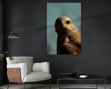 Hawk by Foto Studio Labie