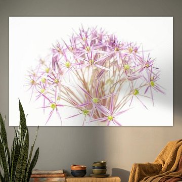 Blumenkunst von Allium