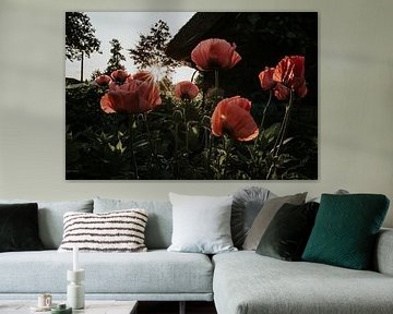 Coquelicots roses au coucher du soleil | Elburg, Pays-Bas