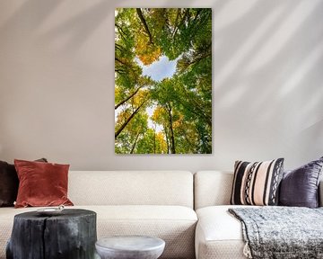 Autumn forest upwards view by Sjoerd van der Wal Photography