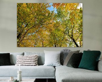 Herfst bos met de blik naar boven van Sjoerd van der Wal Fotografie