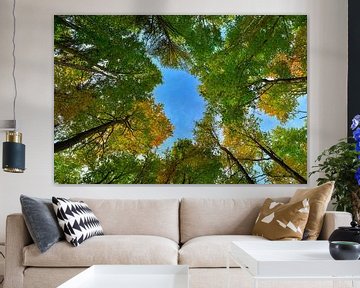 Autumn forest upwards view by Sjoerd van der Wal Photography