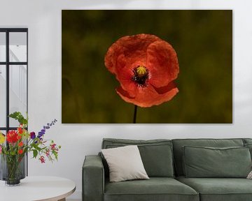 Mohn von Foto Studio Labie