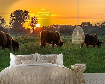 Schotse Hooglanders in de avondzon